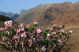 Socotra Desert Rose, Adenium Socotranum