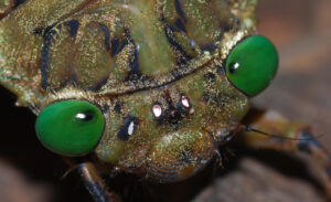 Empress Cicada, Megapomponia imperatoria