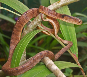 Keeled slug-eating Snake, Pareas carinatus