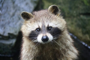 Northern Raccoon
