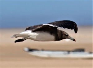 Sooty Gull, Ichthyaetus hemprichii