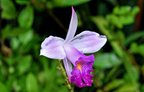 3 Terrific Orchids of Thailand