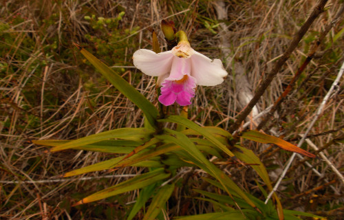 Bamboo Orchid, Arundina graminifolia