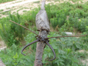Eastern Dobsonfly, Corydalus cornutus