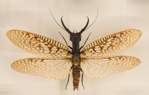 Eastern Dobsonfly, Corydalus cornutus