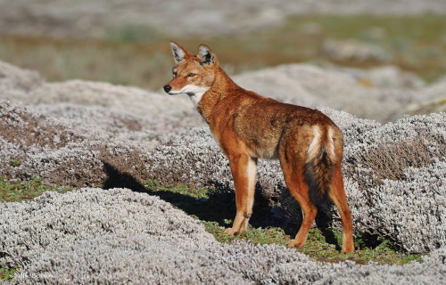 3 Awesome Canines of Africa