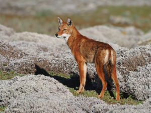 Ethiopian Wolf, Canis simensis