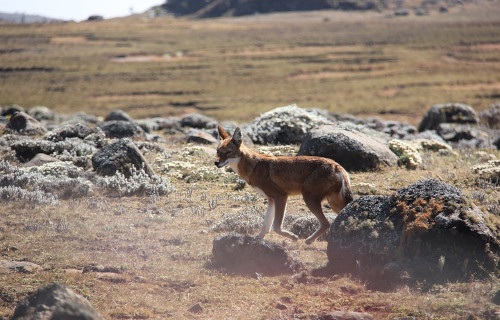 Ethiopian Wolf, Canis simensis