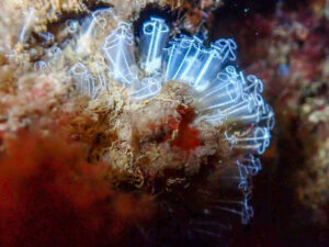 Lightbulb Sea Squirt, Clavelina lepadiformis