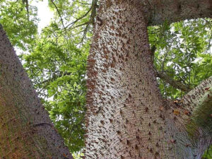 Sandbox Tree, Hura crepitans