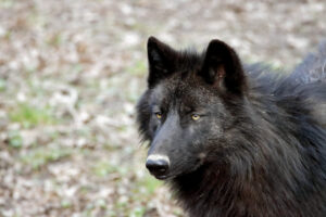 Alexander Archipelago Wolf