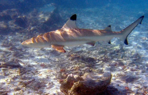 5 Spectacular Coral Sea Species