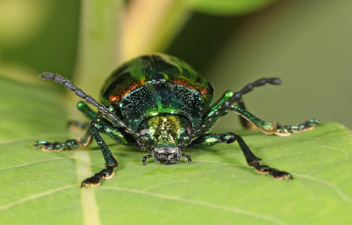 Dogbane Beetle, Chrysochus auratus