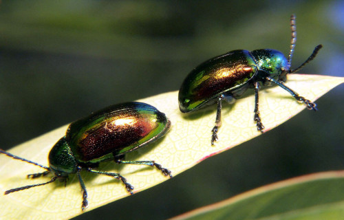 Dogbane Beetle, Chrysochus auratus