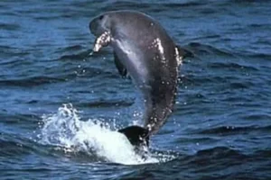 Dwarf Sperm Whale, Kogia sima
