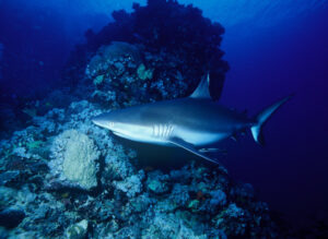 Gray Reef Shark, Carcharhinus amblyrhynchos