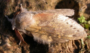 Lobster Moth, Stauropus fagi