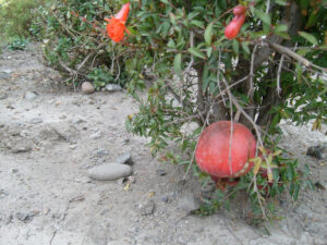 Socotran Pomegranate, Punica protopunica