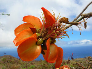 Wiliwili, Erythrina sandwicensis