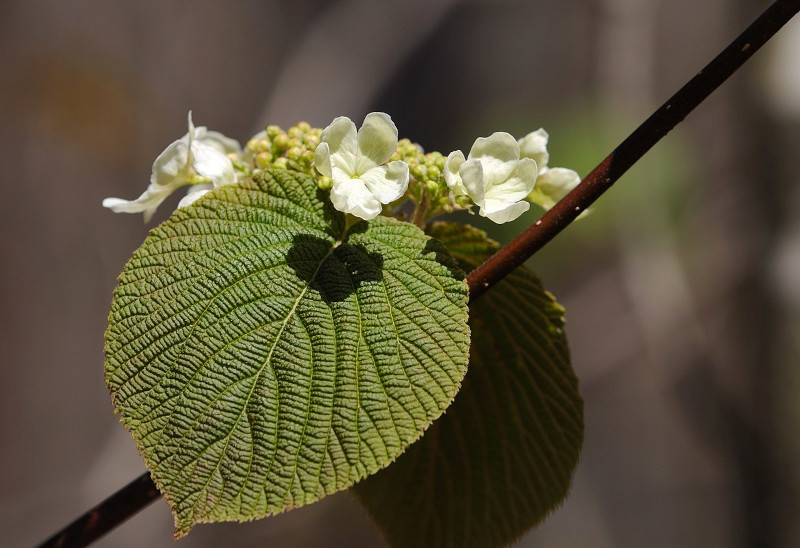 Witch-Hobble, Viburnum lantanoides