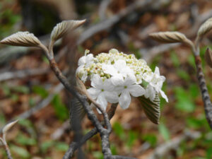 Witch-Hobble, Viburnum lantanoides