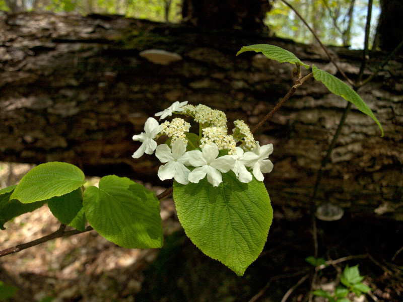 Witch-Hobble, Viburnum lantanoides