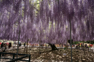 Japanese Wisteria, Wisteria floribunda