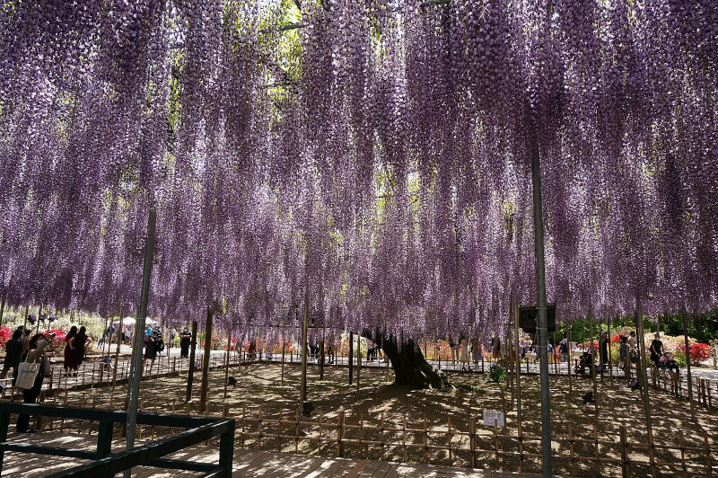 Japanese Wisteria, Wisteria floribunda