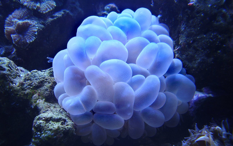 Bubble Coral, Plerogyra sinuosa