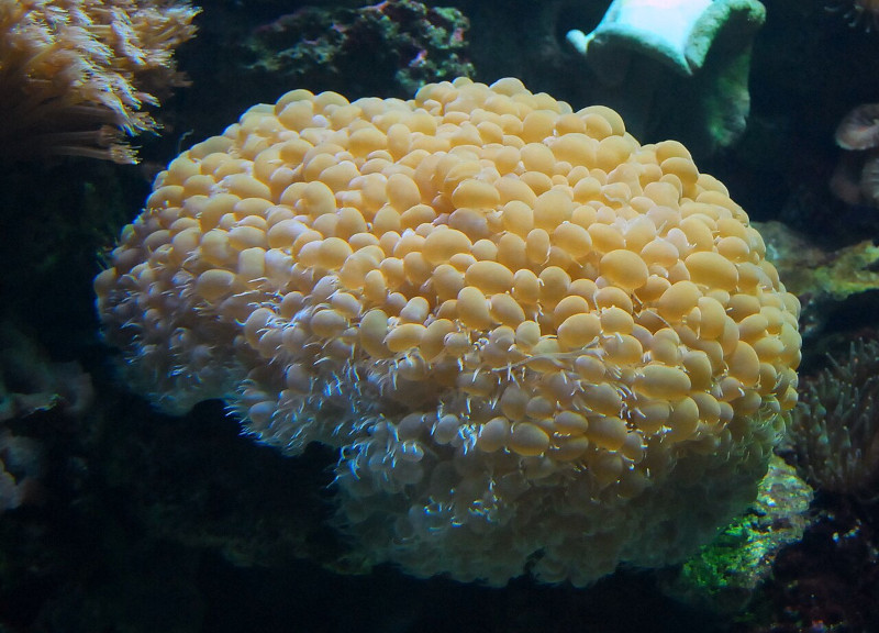 Bubble Coral, Plerogyra sinuosa