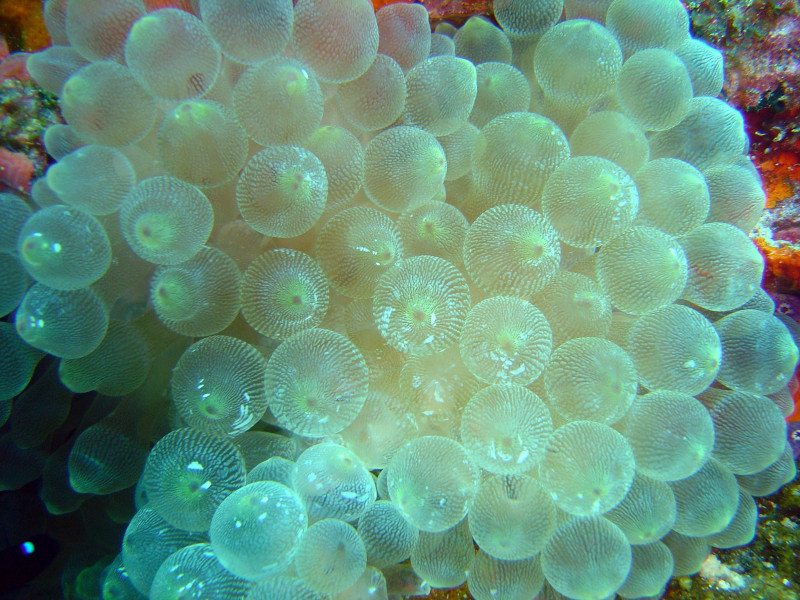 Bubble Coral, Plerogyra sinuosa