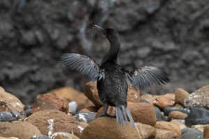 Flightless Cormorant, Nannopterum harrisi