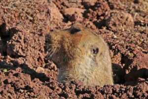 Giant Mole Rat, Tachyoryctes macrocephalus