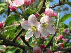 Kazahk Apple Tree, Malus sieversii