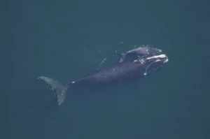 North Pacific Right Whale, Eubalaena japonica