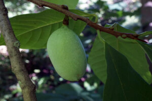Pawpaw Tree, Asimina triloba