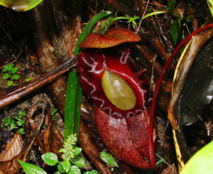 Rajah Pitcher Plant, Nepenthese rajah