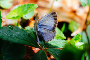 Spring Azure, Celastrina ladon