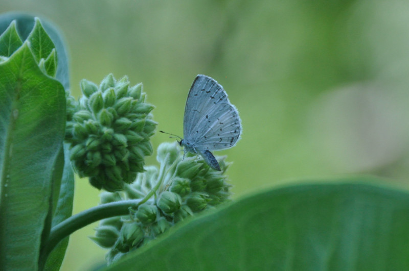 Spring Azure l Gorgeous Small Butterfly - Our Breathing Planet