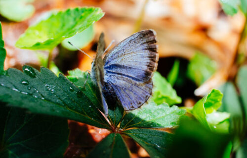 5 Wondrous Washington State Insects