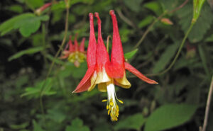 Canadian Columbine, Aquilegia canadensis