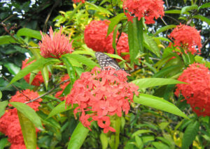 Jungle geranium, Ixora coccinea