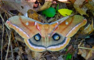 Polyphemus Moth, Antheraea polyphemus
