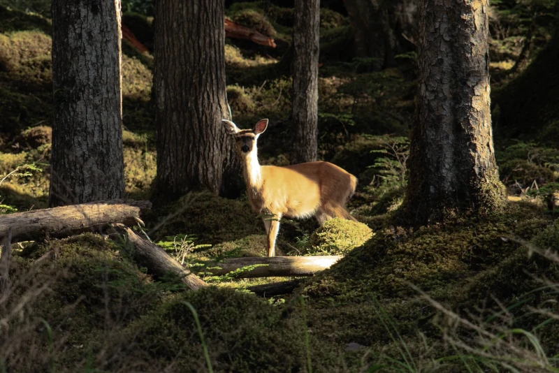 Sitka Deer, Odocoileus hemionus sitkensis
