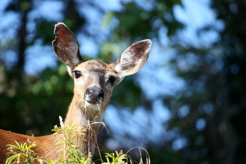 Sitka Deer, Odocoileus hemionus sitkensis