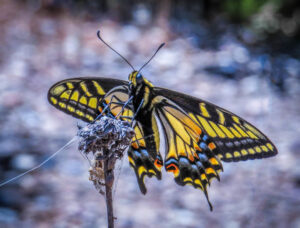 Anise Swallowtail, Papilio zelicaon