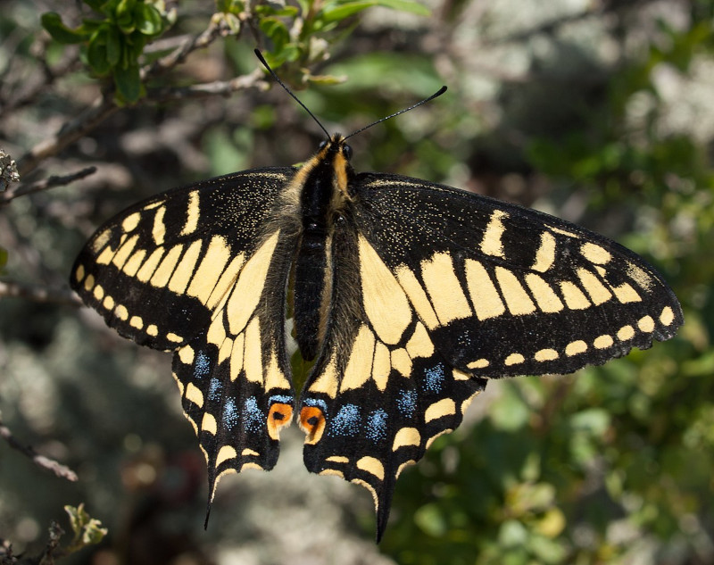 Anise Swallowtail, Papilio zelicaon