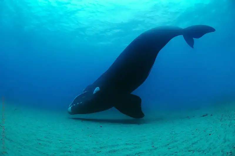 Southern Right Whale, Eubalaena australis