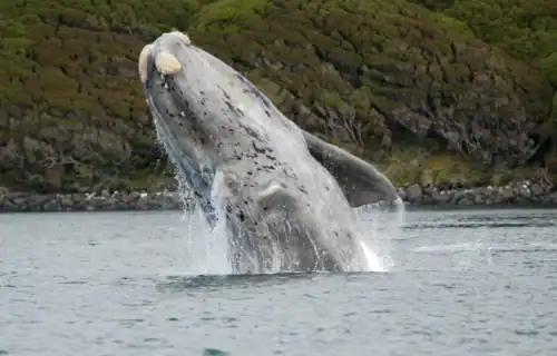 3 Remarkable Right Whales