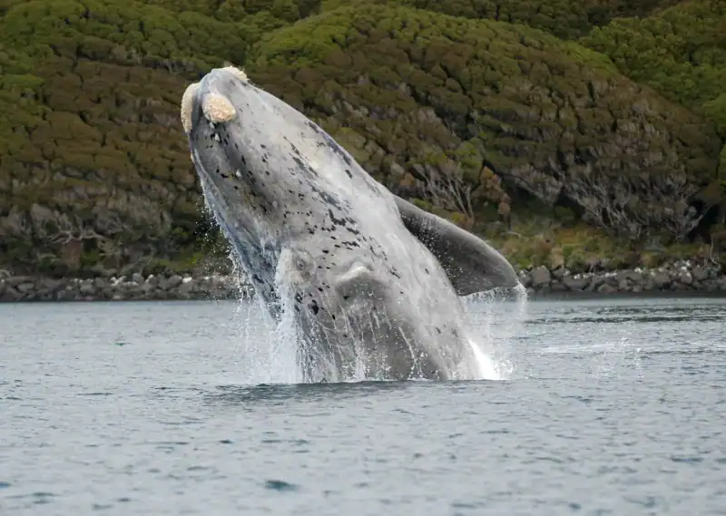 Southern Right Whale, Eubalaena australis